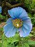 meconopsis grandis.JPG